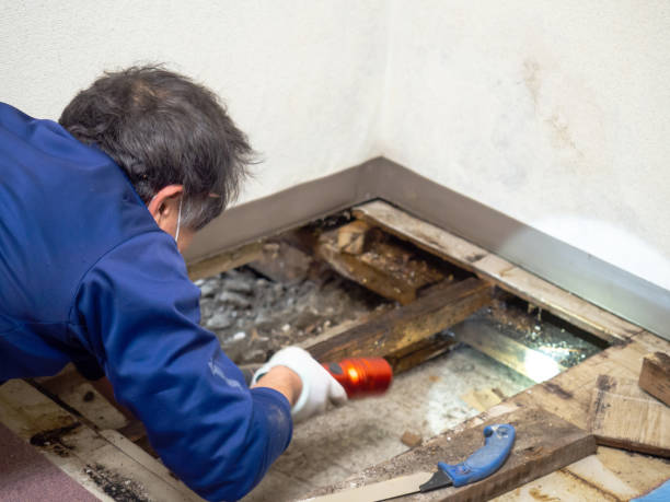 Best Attic Mold Removal  in Lake Lorelei, OH