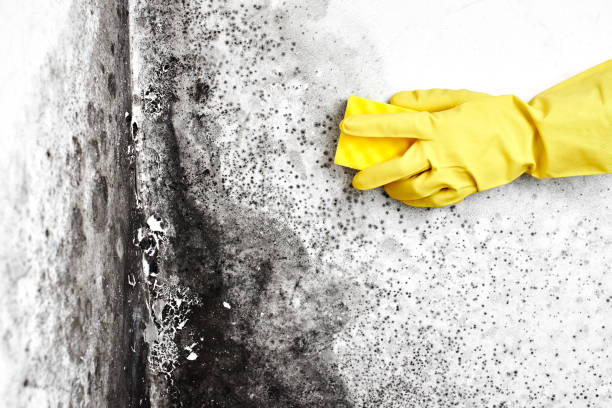 Best Crawl Space Mold Removal  in Lake Lorelei, OH