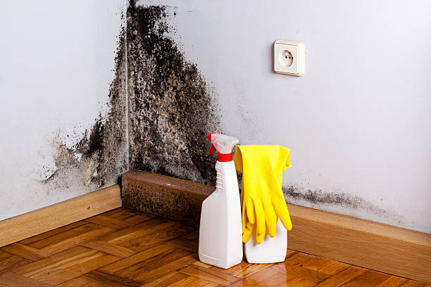 Best Local Mold Removal Service  in Lake Lorelei, OH
