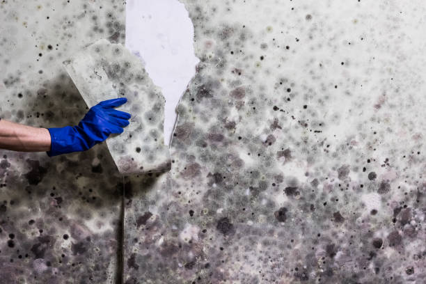 Best Black Mold Removal  in Lake Lorelei, OH